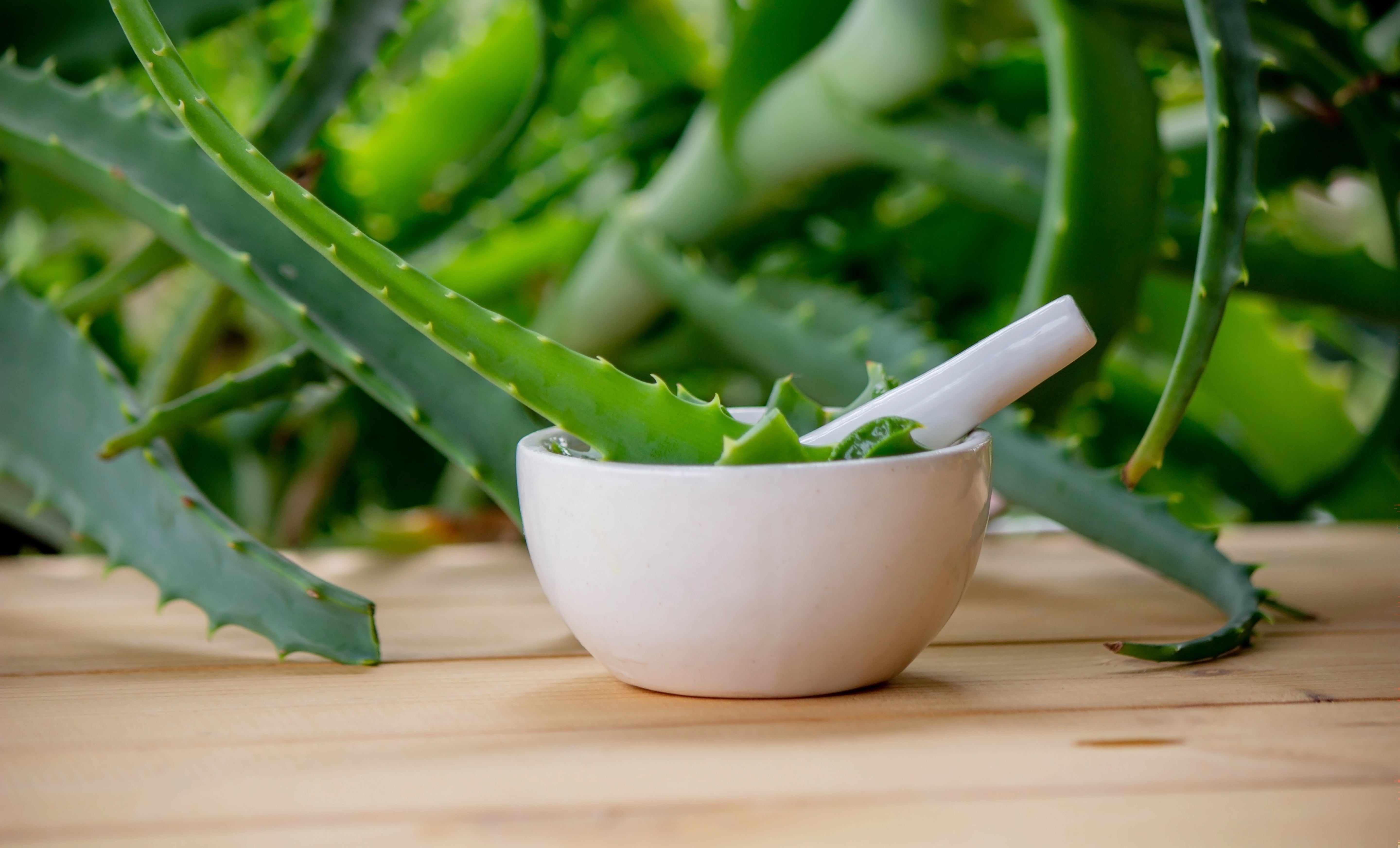 Aloe Vera Ne İşe Yarar? Doğadan Gelen Cilt Dostu Mucize